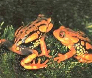 A rare frog found only in Eravikulam National Park, Kerala